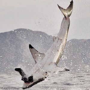 Meet your Posher, Aaron